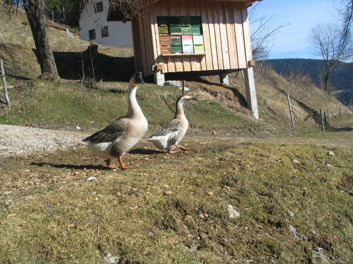 Villa Turisticna Kmetija Perk Solčava Exterior foto